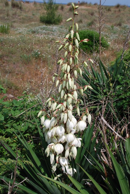 Yucca gloriosa